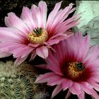 Echinocereus websterianus,