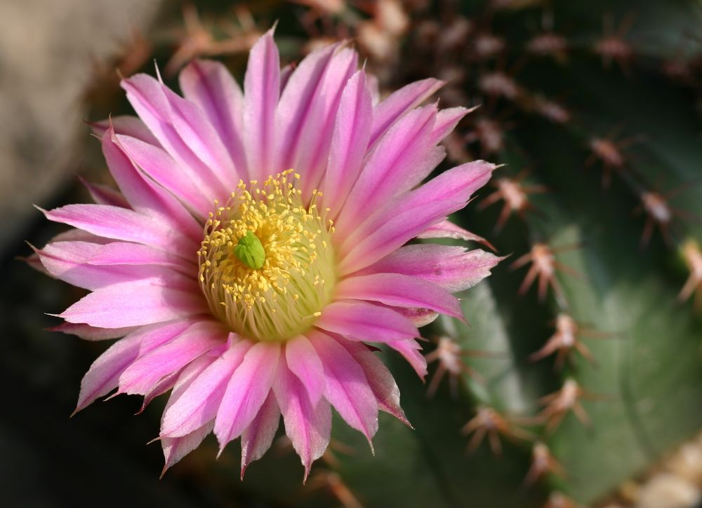 Echinocereus weinbergii