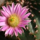 Echinocereus weinbergii