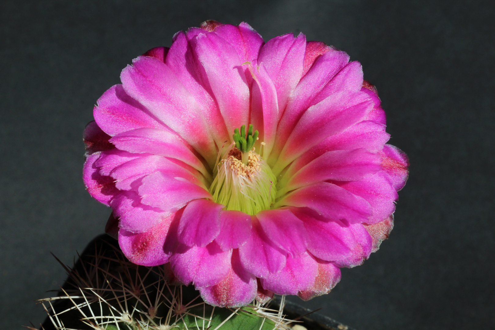 Echinocereusblüte einer hybride