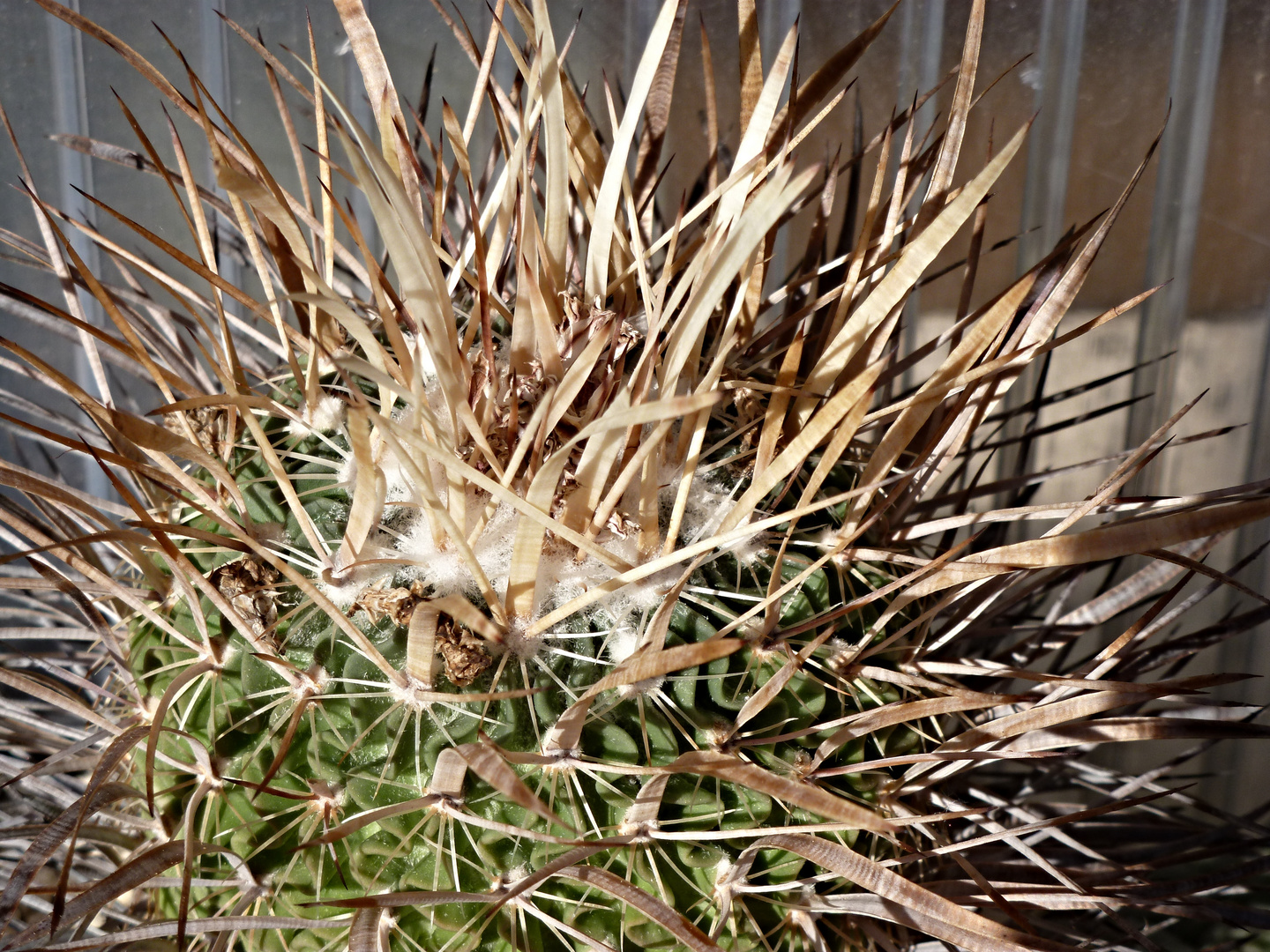 Echinofossulocactus spec.