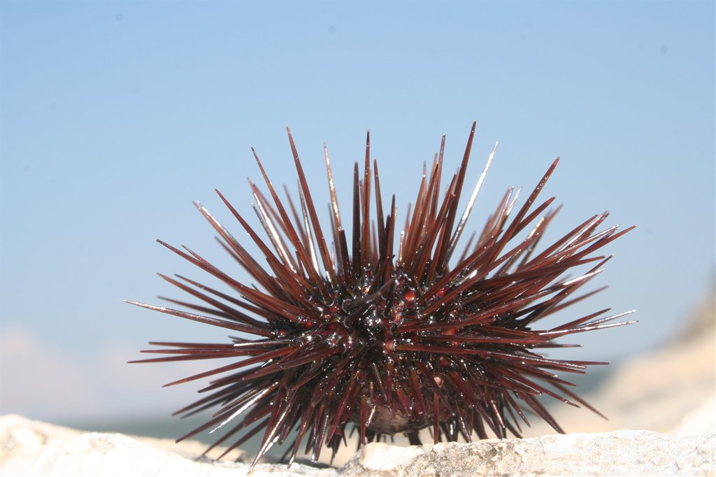 -Echinoidea-