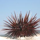 -Echinoidea-