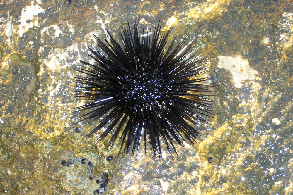 Echinoidea