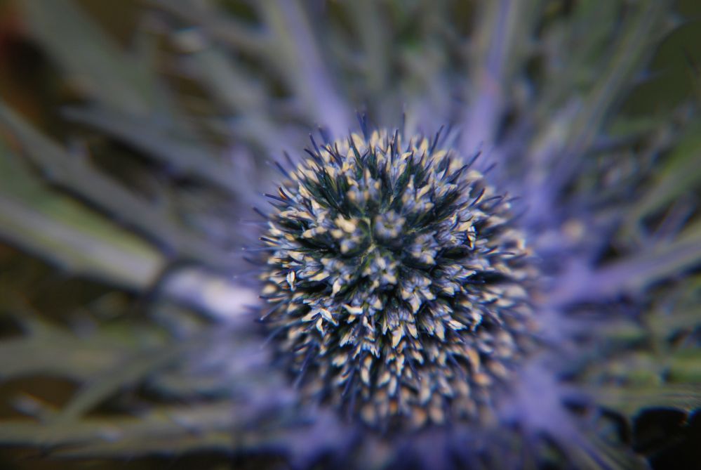 Echinops von matthias7 