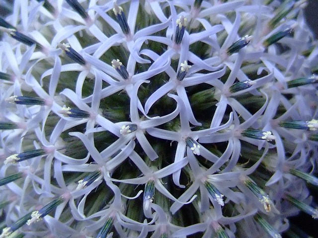 echinops