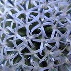 echinops