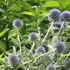 Echinops