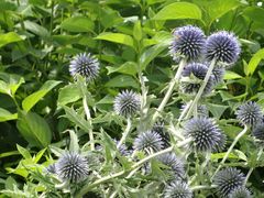 Echinops