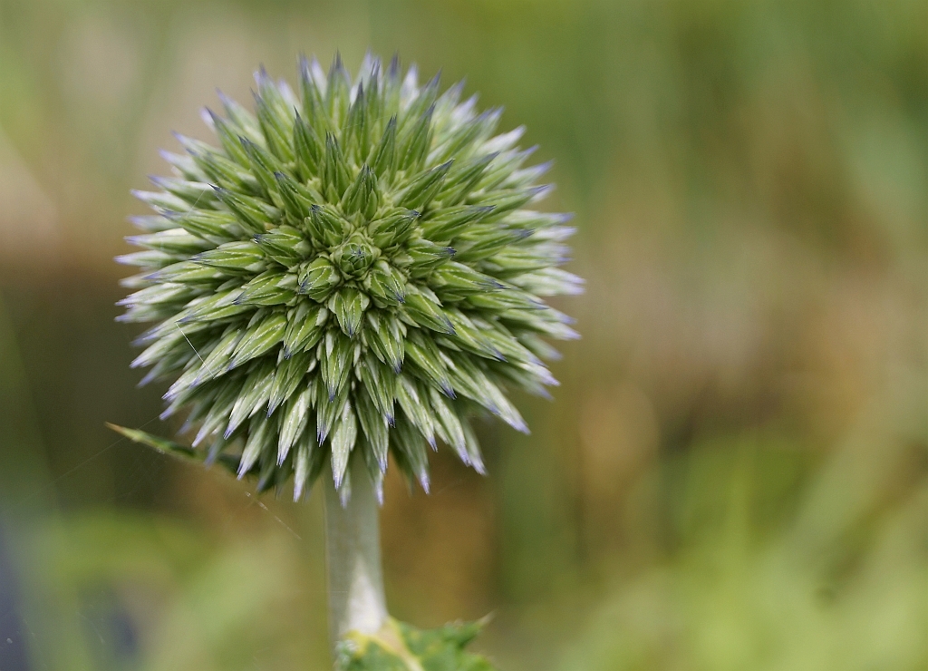 Echinops