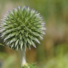 Echinops