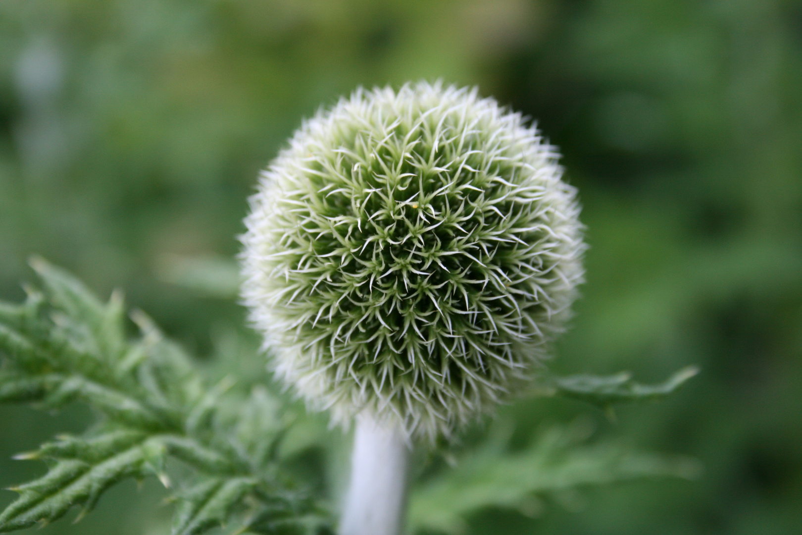 Echinops