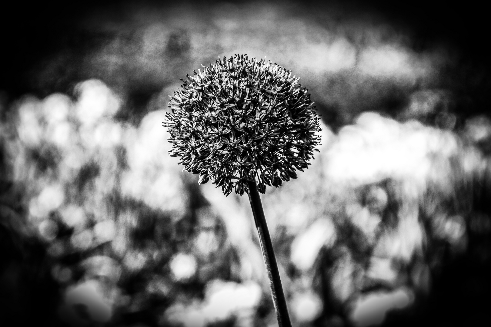 Echinops