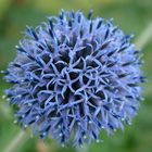 echinops à tête ronde