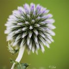 Echinops