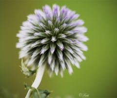 Echinops