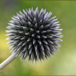 Echinops bannaticus / Banater Kugeldistel / Blue Globe Thistle / Boule azurée