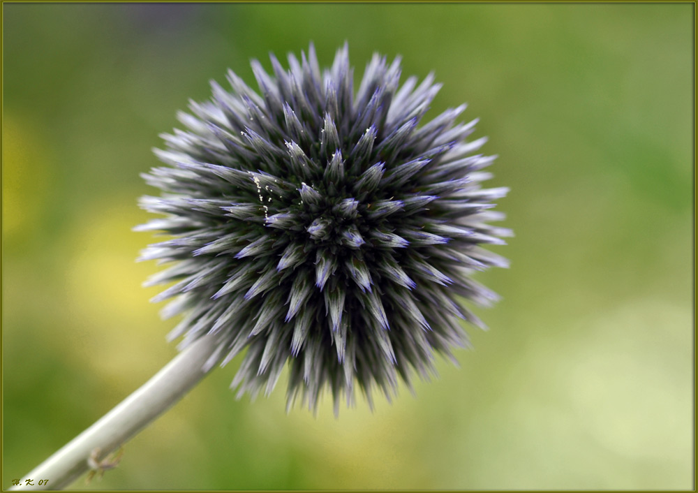 Echinops bannaticus / Banater Kugeldistel / Blue Globe Thistle / Boule azurée