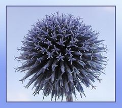 Echinops