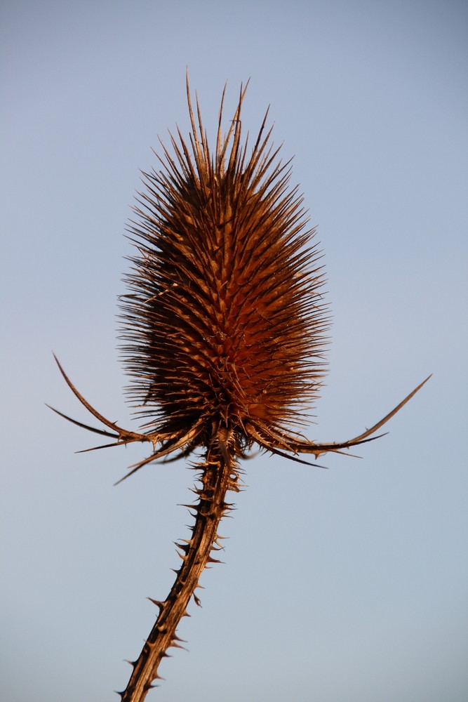 Echinops ?