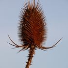 Echinops ?