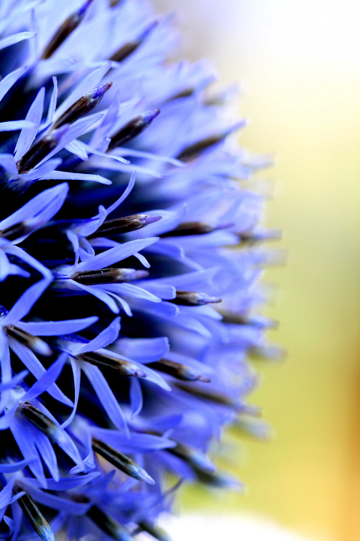 Echinops floris