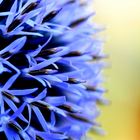 Echinops floris