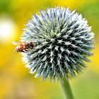 Echinops mit Biene