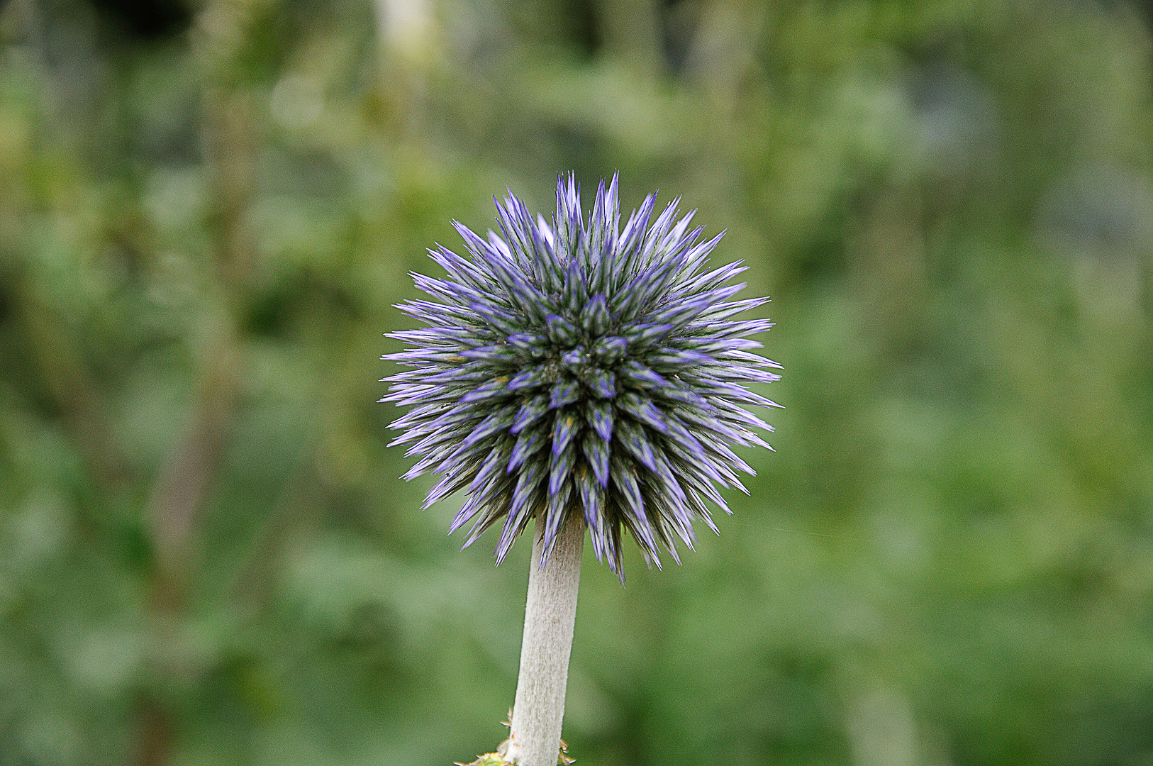 Echinops ritro