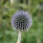 Echinops ritro