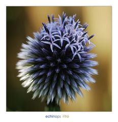 echinops ritro