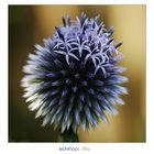 echinops ritro