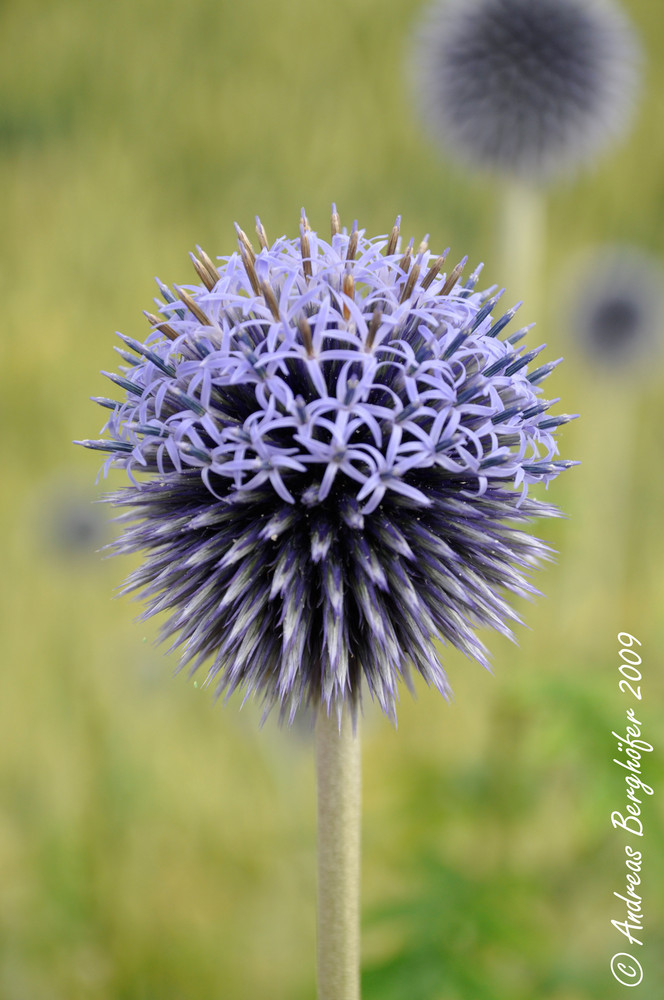 Echinops ritro - Blume 90027030