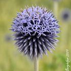 Echinops ritro - Blume 90027030