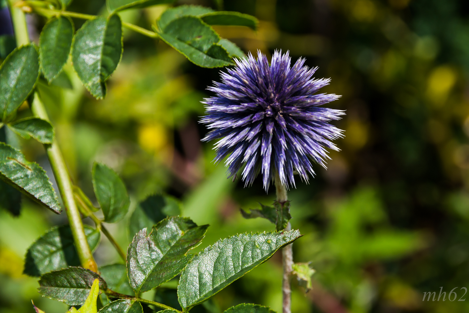 Echinops ritro