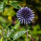 Echinops ritro