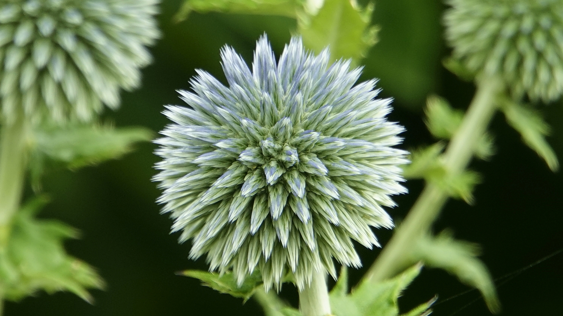 Echinops ritro (Kugeldistel)