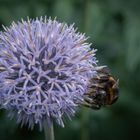 Echinops ritro mit Besucher