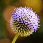 Echinops sphaerocephalus 