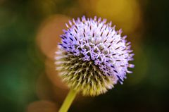 Echinops sphaerocephalus 