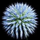 Echinops sphaerocephalus