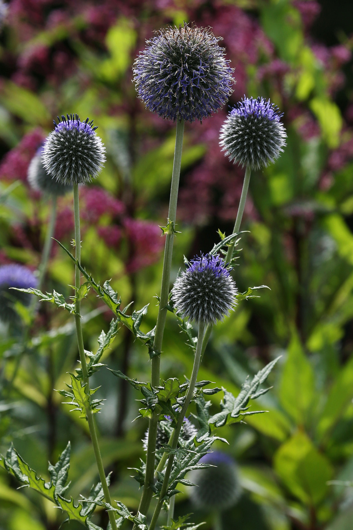 Echinops Sphaerocephalus - Great Globe-Thistle