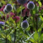 Echinops Sphaerocephalus - Great Globe-Thistle