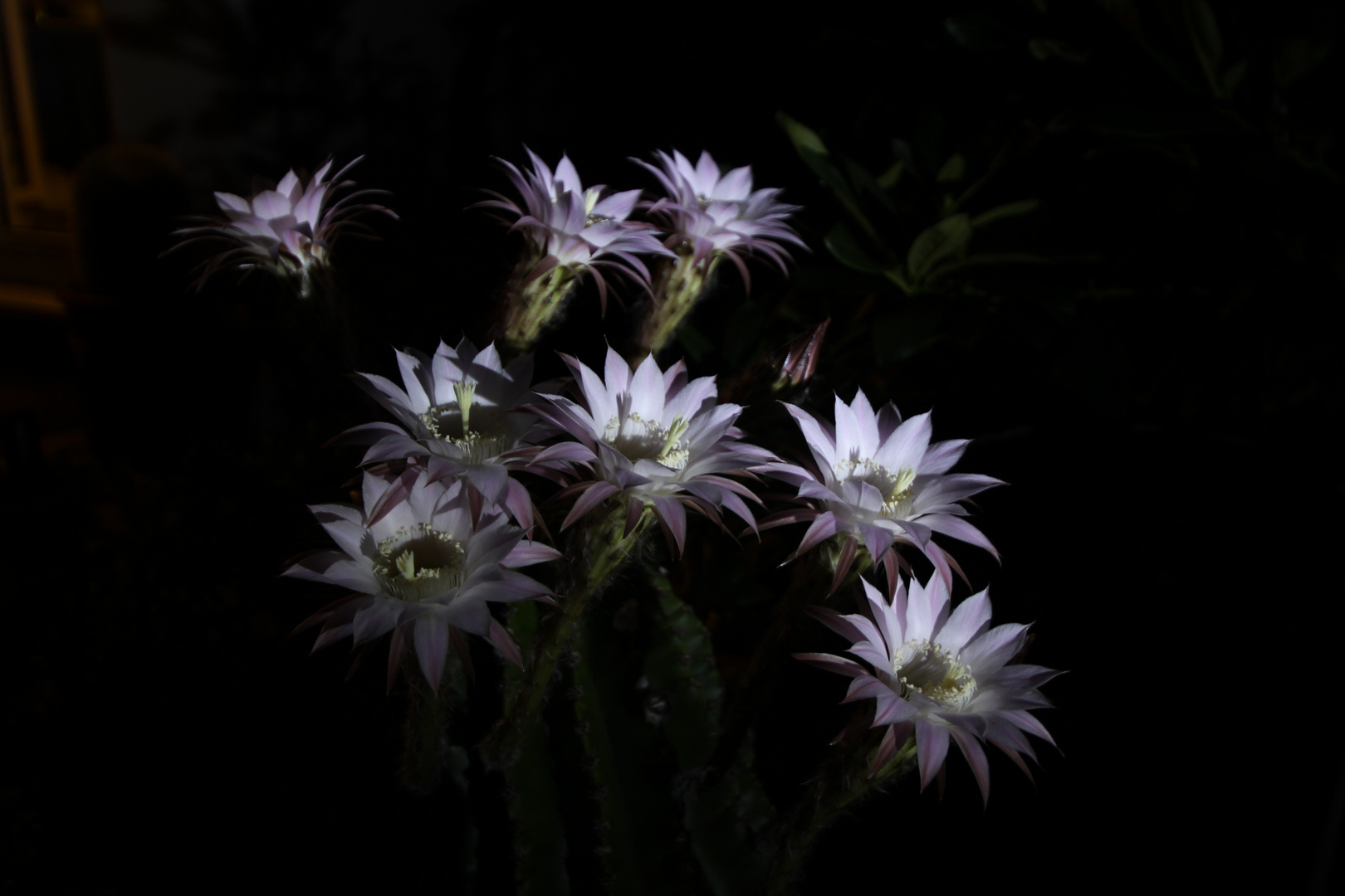 Echinopsis 1