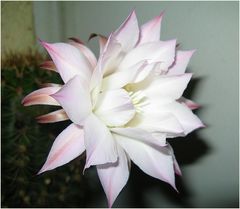 Echinopsis 1