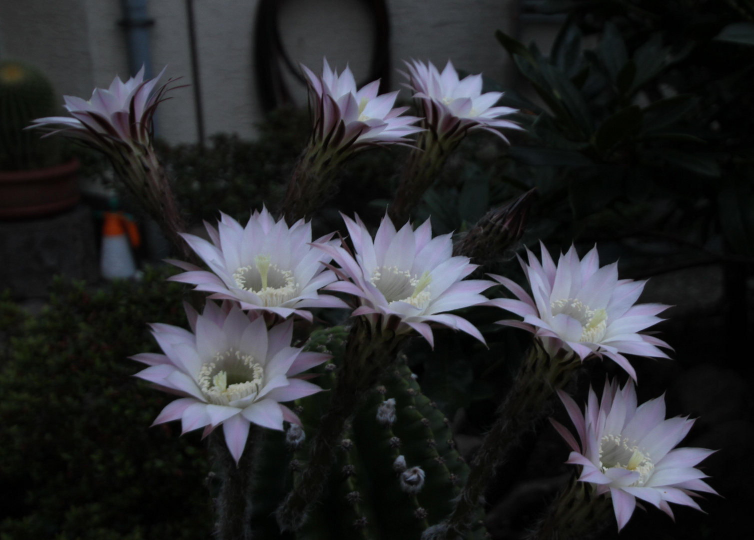 Echinopsis 2