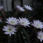 Echinopsis 2