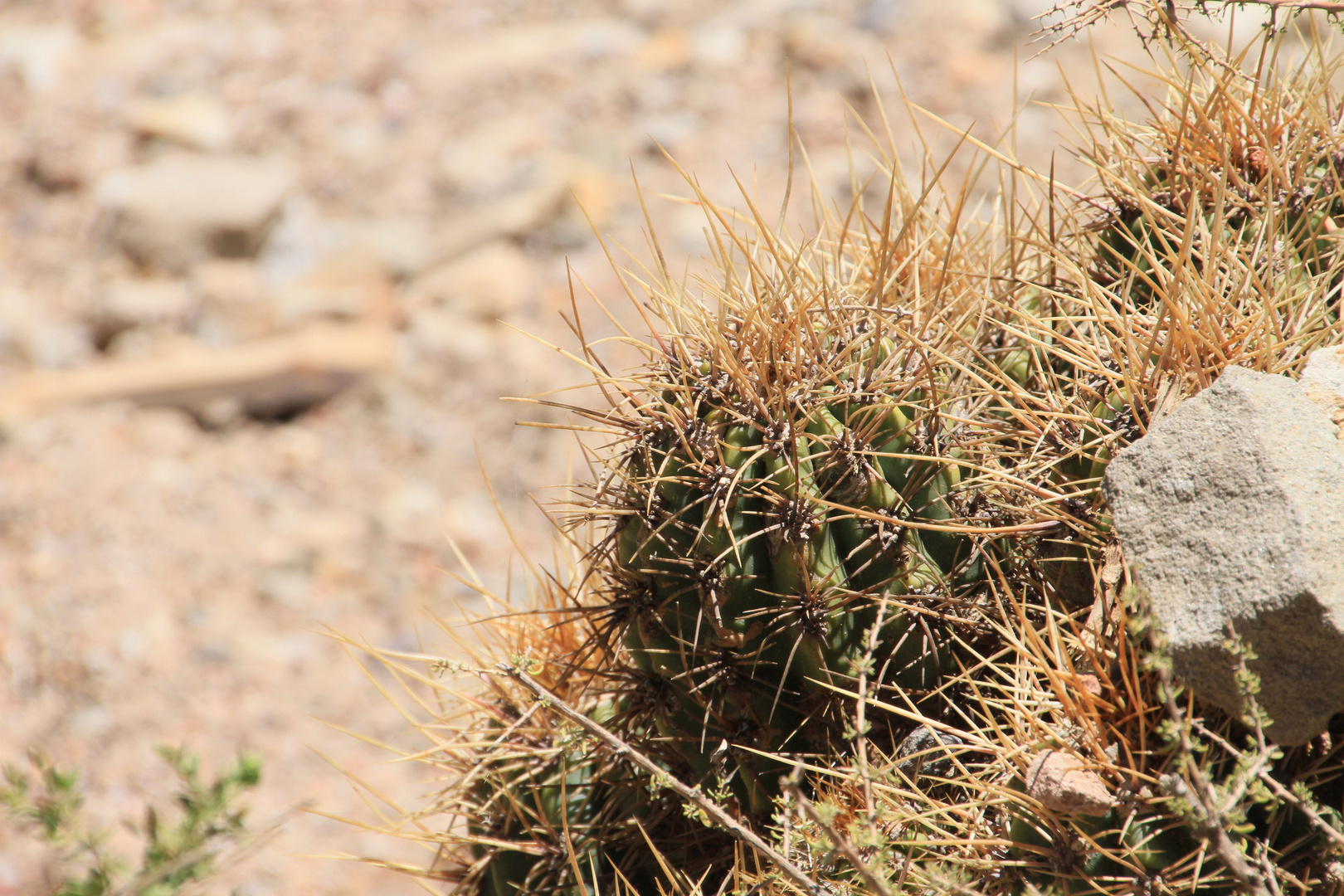 Echinopsis 2