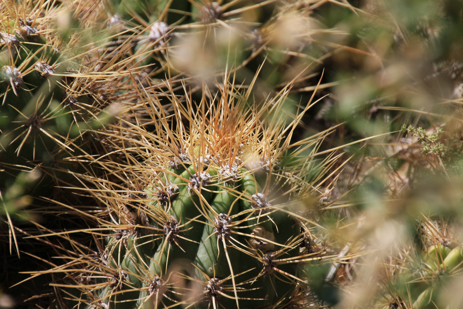 Echinopsis 3