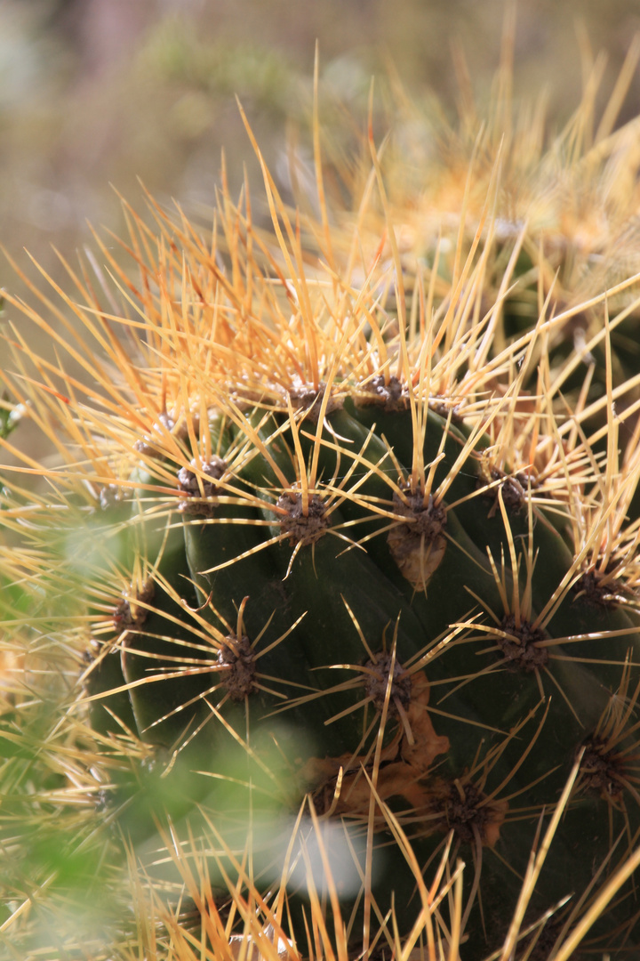 Echinopsis 5